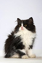 Persian Cat, kitten, black-and-white