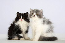 Persian Cat, two kittens, black-and-white and silver-and-white