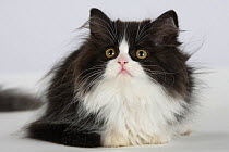Persian Cat, kitten, black-and-white, looking up