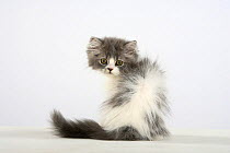 Persian Cat, kitten, silver-and-white, rear view looking backwards