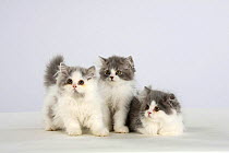Persian Cat, three kittens, silver-and-white
