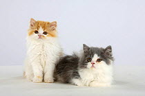 Persian Cat, two kittens, ginger-and-white and silver-and-white