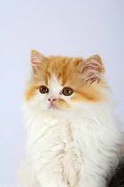 Persian Cat, kitten, ginger and white