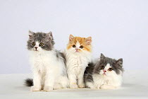 Persian Cat, three kittens, silver-and-white and ginger-and-white