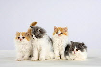 Persian Cat, four kittens, ginger-and-white and silver-and-white