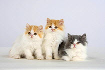Persian Cat, three kittens, ginger-and-white and silver-and-white
