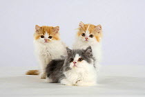 Persian Cat, three kittens, ginger-and-white and silver-and-white