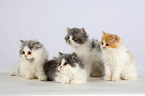 Persian Cat, four kittens, silver-and-white and ginger-and-white
