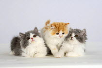 Persian Cat, three kittens, silver-and-white and ginger-and-white
