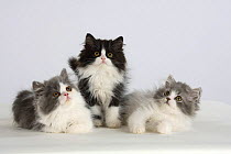 Persian Cat, three kittens, silver-and-white and black-and-white