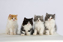 Persian Cat, four kittens, silver-and-white, black-and-white and ginger-and-white sitting in line