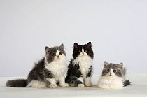 Persian Cat, three kittens, silver-and-white and black-and-white sitting in line