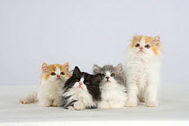Persian Cat, four kittens, silver-and-white, black-and-white and ginger-and-white sitting in line