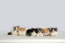 Persian Cat, six kittens, silver-and-white, black-and-white and ginger-and-white sitting in line