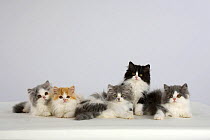 Persian Cat, five kittens, silver-and-white, black-and-white and ginger-and-white sitting in line