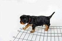 Cavalier King Charles Spaniel, puppy, black-and-tan, 5 weeks, walking over bars, learning about different surfaces