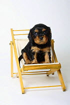 Cavalier King Charles Spaniel, puppy, black-and-tan, 5 weeks, sitting in deckchair