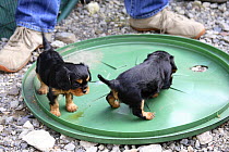 Cavalier King Charles Spaniel, two puppies, black-and-tan, 5 weeks, learning about different surfaces