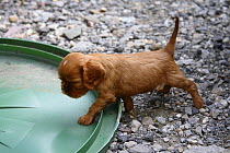 Cavalier King Charles Spaniel, puppy, ruby, 5 weeks, learning about different surfaces