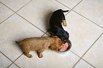 Cavalier King Charles Spaniel, puppies, black-and-tan and ruby, 5 weeks, eating together from bowl