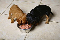 Cavalier King Charles Spaniel, puppies, black-and-tan and ruby, 5 weeks, eating together from bowl