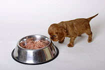 Cavalier King Charles Spaniel, puppy, ruby, 6 weeks, approaching feeding bowl with food