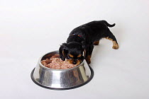 Cavalier King Charles Spaniel, puppy, black-and-tan, 6 weeks, eating from feeding bowl
