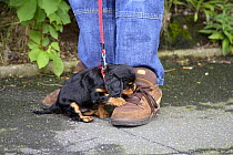 Cavalier King Charles Spaniel, puppy, black-and-tan, 6 weeks, biting at shoelace