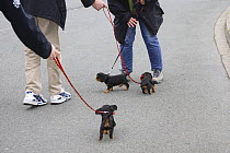 Cavalier King Charles Spaniel, three puppies, 6 weeks, learning to walk on lead