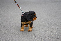 Cavalier King Charles Spaniel, puppy, black-and-tan, 6 weeks, learning to walk on lead