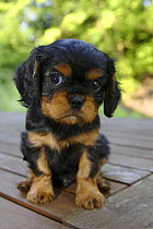 Cavalier King Charles Spaniel, puppy, black-and-tan, 6 weeks
