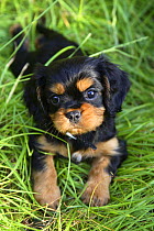 Cavalier King Charles Spaniel, puppy lying in grass, black-and-tan, 6 eeks
