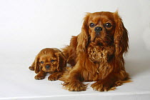 Cavalier King Charles Spaniel, one-year-old with 8- weeks puppy, ruby, half-brothers