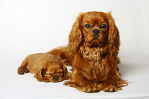 Cavalier King Charles Spaniel, one-year-old with 8- weeks puppy, ruby, half-brothers