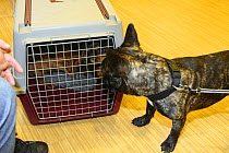 French Bulldog sniffing at Cavalier King Charles Spaniel puppies, 8 weeks, in travel basket / crate, in waiting area of veterinary surgery
