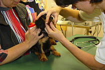 Cavalier King Charles Spaniel, puppy, black-and-tan, 8 weeks, at veterinary surgeon, examining teeth