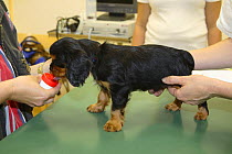Cavalier King Charles Spaniel, puppy, black-and-tan, 8 weeks, at veterinary surgeon