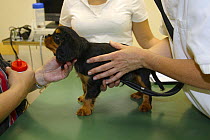 Cavalier King Charles Spaniel, puppy, black-and-tan, 8 weeks, at veterinary surgeon, checking heart