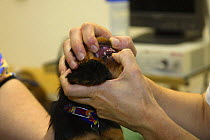 Cavalier King Charles Spaniel, puppy, black-and-tan, 8 weeks, at veterinary surgeon, checking teeth