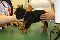 Cavalier King Charles Spaniel, puppy, black-and-tan, 8 weeks, at veterinary surgeon, checking hips