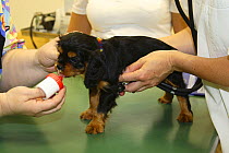 Cavalier King Charles Spaniel, puppy, black-and-tan, 8 weeks, at veterinary surgeon, checking heart