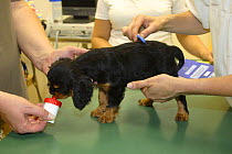 Cavalier King Charles Spaniel, puppy, black-and-tan, 8 weeks, at veterinary surgeon, checking for fleas