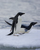 Adelie Penguin {Pygoscelis adeliae} pair on iceberg, one walking, one toboganning, Falkland Islands, Antarctica.