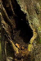 African honey bee {Apis mellifera scutellata} nest in a yellow Fever tree {Acacia sp} Samburu NP, Kenya.