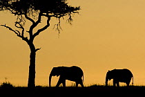 Two African Elephants {Loxodonta africana} silhouetted beside Acacia tree, Samburu NP, Kenya.