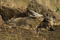Bat-eared Fox {Otocyon megalotis} mother and pups near den, Masai Mara NP, Kenya.