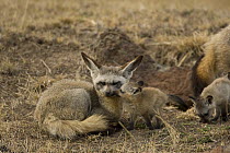 Bat-eared Fox {Otocyon megalotis} mother and pups near den, Masai Mara NP, Kenya.