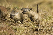 Bat-eared Fox {Otocyon megalotis} pups playing in the savanna, Masai Mara NP, Kenya.