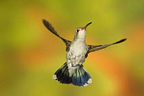 Broad-billed Hummingbird {Cyanthus latirostris} hovering, SW Arizona, USA.