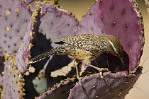Cactus Wren {Campylorhynchus brunneicapillus}  on cactus, SW Arizona, USA.